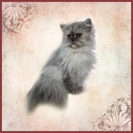 Félicia