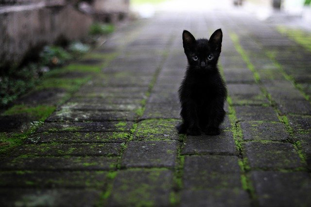 chat abandonné